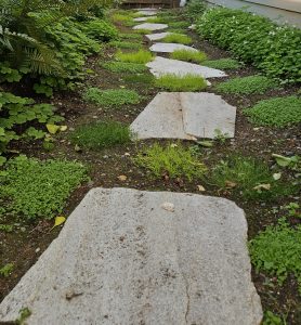 Walking the path of BBP Somatic Attachment Psychotherapy Training