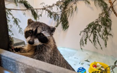 BC SPCA Wild ARC – Generous Acts of Love
