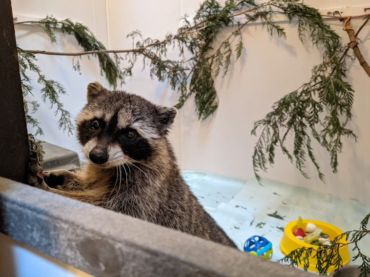BC SPCA Wild ARC – Generous Acts of Love