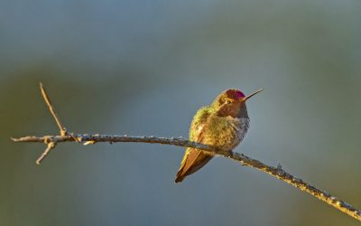 The Body That Bears Witness: Tending to Capacity as a Therapist