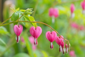 gratitude for somatic attachment psychotherapy